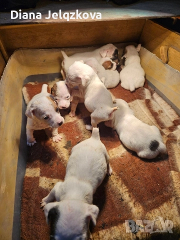 Джак Ръсел бебета, снимка 3 - Джак ръсел териер - 52903310