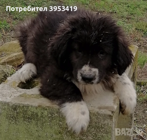 каракачански кученца със доказан произход