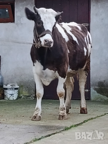 Продавам бременни юници , снимка 3 - Крави - 52893447