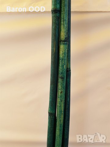 Зелен бамбук ф20-22 мм за колчета за разсад, снимка 2 - Други стоки за дома - 37946573