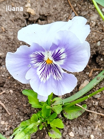 Продавам теменужки , снимка 2 - Градински цветя и растения - 54186272