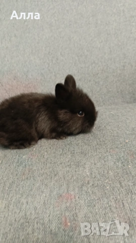 Декоративни зайчета , снимка 3 - Декоративни зайчета - 53892443