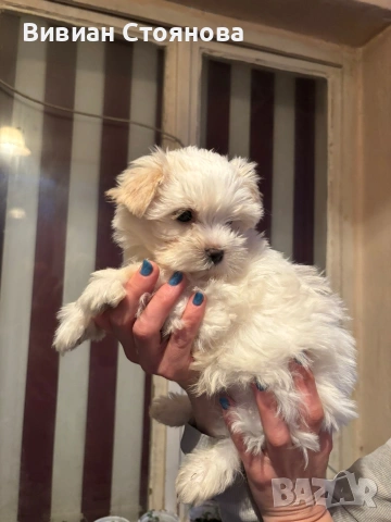 Йорки голд дъст, снимка 3 - Йоркширски териер - 53988971