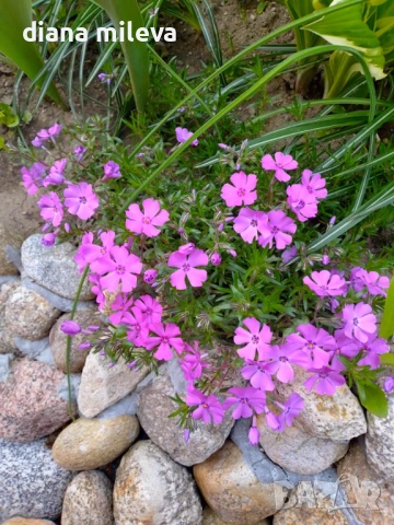 Флокс, Phlox sub. McDaniel`s Cushion, почвопокривен, многогодишен, студоустойчив, снимка 7 - Градински цветя и растения - 54127992