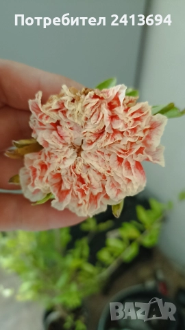 нар -ядлив с кичести пъстри цветове punica granatum Lingerie 