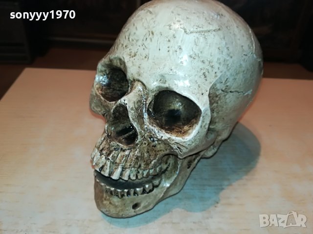 ЧЕРЕП ОТ ГЕРМАНИЯ 3112222029, снимка 5 - Антикварни и старинни предмети - 39152242