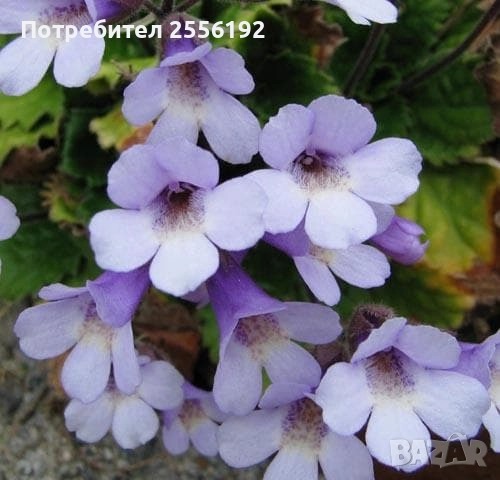 Чудодеен екстракт от древното и лековито Орфеево цвете (Родопски силивряк, Безсмъртниче) , снимка 2 - Други - 52590637