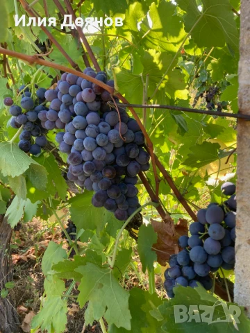 Продавам черно грозде без семки, снимка 1