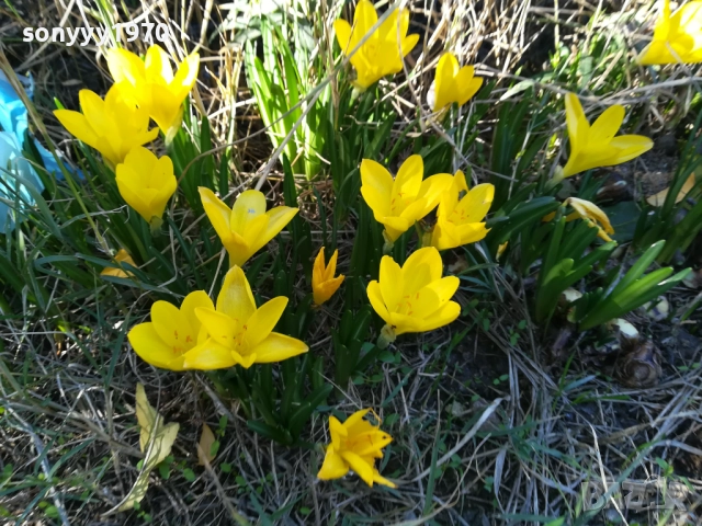 ГРЪМ ОТ ГРАДИНСКИ ЦВЕТЯ ЗА ЦЯЛА ЛЕХА 25ЛВ 1910251933, снимка 2 - Градински цветя и растения - 52109825
