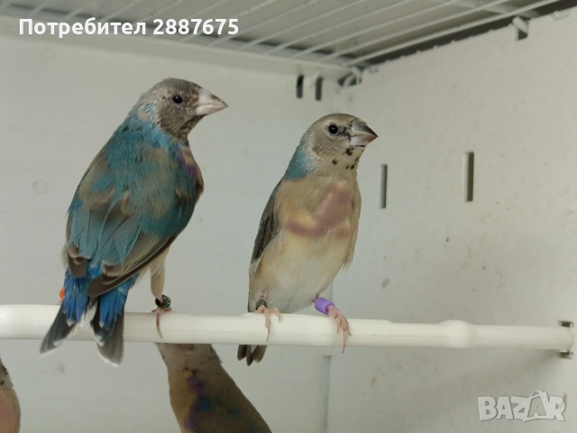 Гулдови амадини 