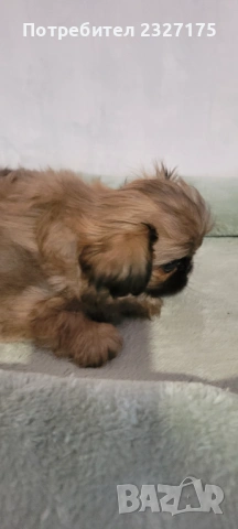 Пекинези, снимка 6 - Пекинез - 25815187