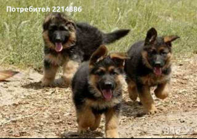 Немска овчарка: Продавам кучета на ХИТ цени - Обяви онлайн на най-добри цени  — Bazar.bg