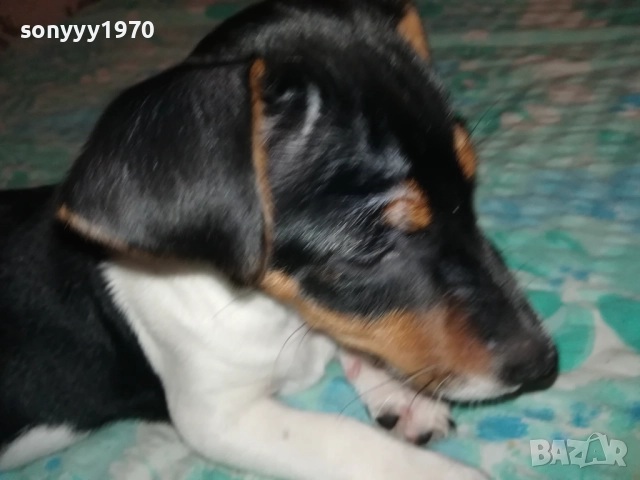 ДЖАК РЪСЕЛ-СЛАДУРАНА ОТ ВИДИН НА 90 ДЕНА 1911251523