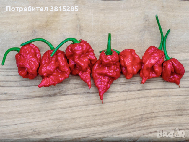 Люти чушки - Carolina Reaper - Каролина Рийпър - Най - лютите чушки в света