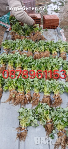 Разсад ягоди и малини , снимка 12 - Разсади - 53133393