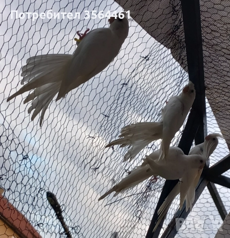 Корели: белолики "Албино" продавам , снимка 3 - Папагали - 52410976