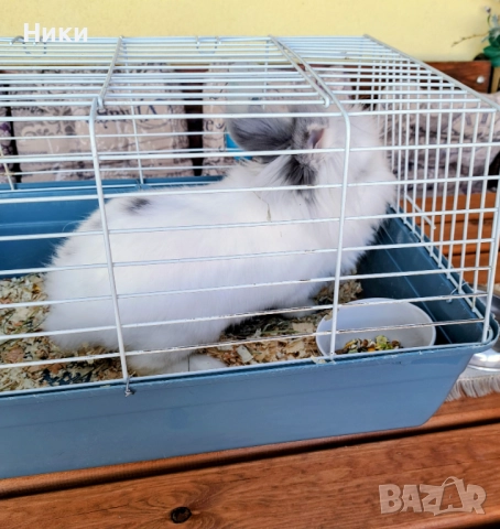 Декоративно  зайче лъвска глава + клетка , снимка 2 - Декоративни зайчета - 52790813