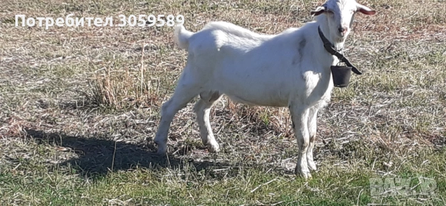 Саански пръч на 1г. Шут кротък , снимка 2 - Кози - 54163102