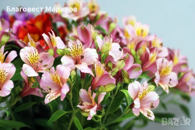 Алстромерия , снимка 2 - Разсади - 54115454