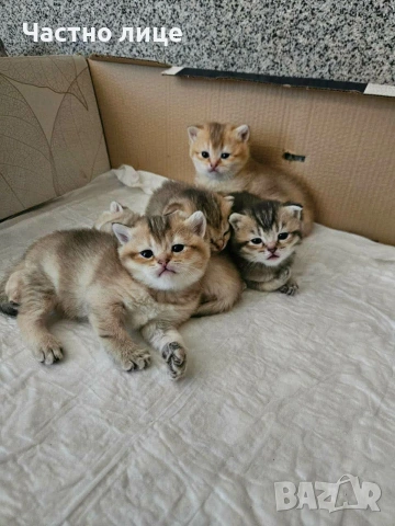 Шотландска  късокосместа златна чинчила 