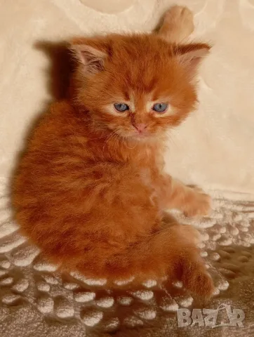 Сибирчета, сибирска котка, сибирски котенца, сибирско коте, хипоалергенни, червено момче, снимка 3 - Сибирски - 56200577