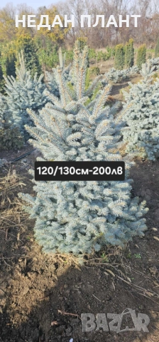 Живи коледни дръвчета (на бала), снимка 3 - Градински цветя и растения - 52648895