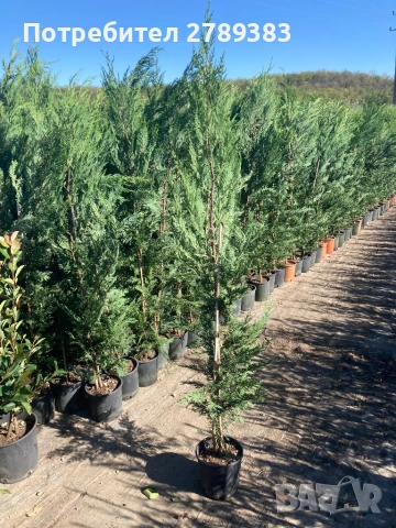 Лейланди кипарис, снимка 4 - Градински цветя и растения - 53071226