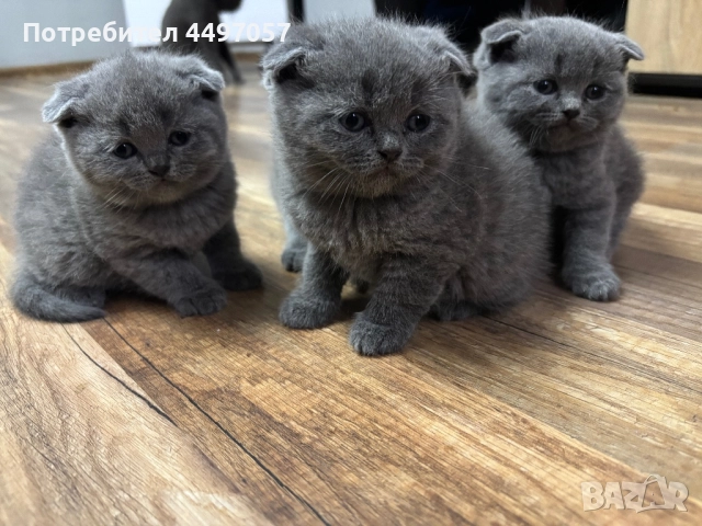 Шотландски клепоухи пухчета