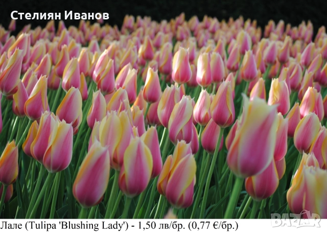 Лале (Tulipa 'Blushing Lady') – луковици