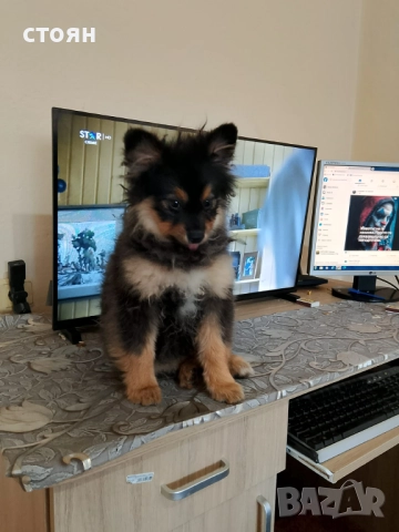 момиче, снимка 2 - Померан - 52527685