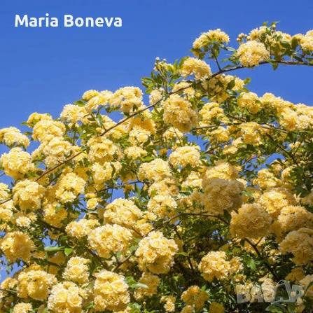 Роза Лейди Банкс -Уникална катереща се роза без бодли 1.30до 1.80см, снимка 5 - Градински цветя и растения - 54010171