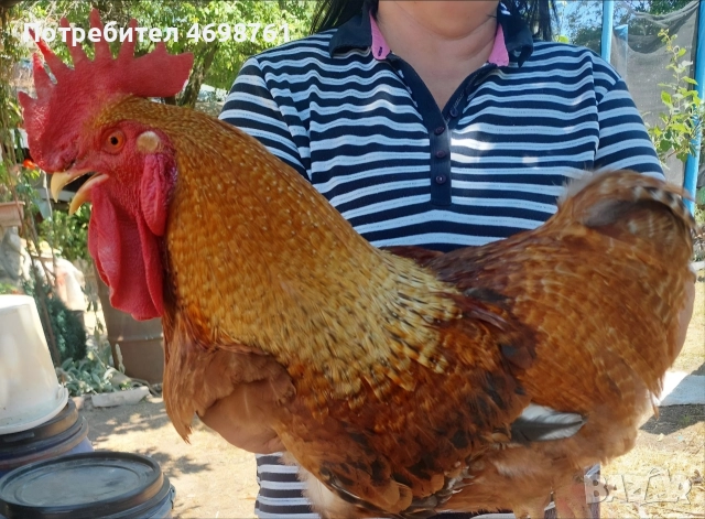 продавам петли