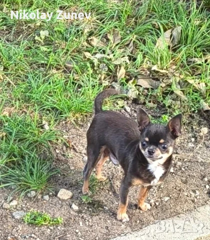 Късокосместо мини момче , снимка 1