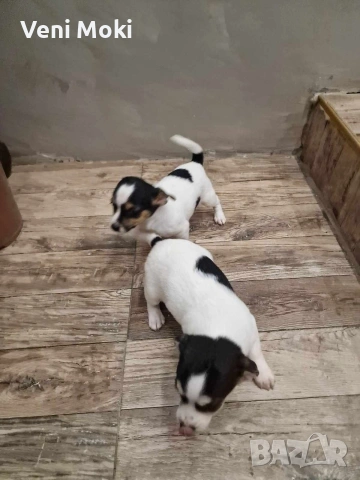 мини Джак Ръсели, снимка 4 - Джак ръсел териер - 54078349