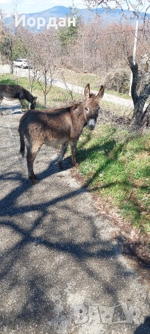 Продавам мъжко магаре , снимка 2 - Други животни - 54139822
