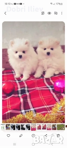 Продавам мини померанчета 