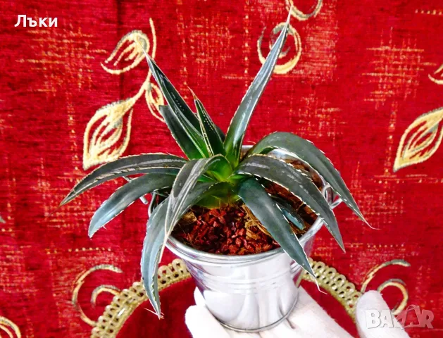 Агаве Victoriae-Reginae,метална саксия 9 см. , снимка 7 - Стайни растения - 55711014