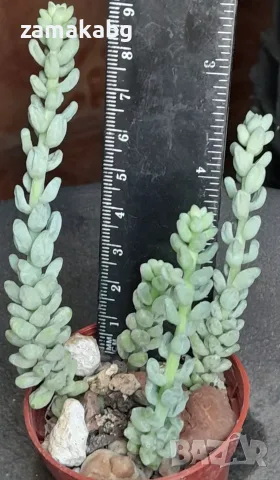 Седум бурито (Sedum morganianum Burrito), сукулентно растение
