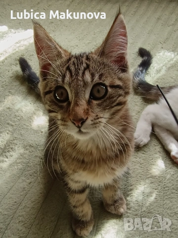 Подарявам коте от породата Мейн Куун, кръстоска., снимка 3 - Мейн кун - 53282257