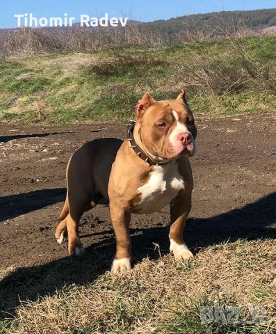 Американско були, снимка 3 - Други - 51061647