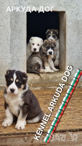 Средноозиатска овчарка, снимка 5 - Други - 54349593