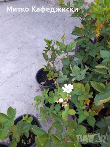 продавам разсад къпини