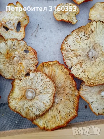 Сушени червени мухоморки , снимка 3 - Хранителни добавки - 47344870