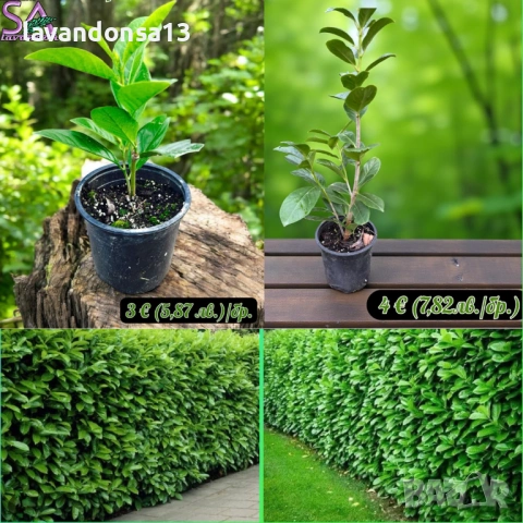 🪻 Разсад Лавандула Севтополис и Лавандин | Туфички и Оформени храсти, снимка 14 - Други - 35959231