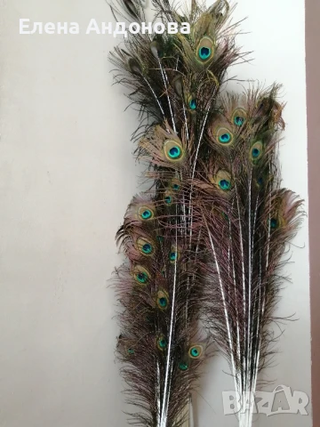 Естествени паунови пера , снимка 3 - Декорация за дома - 51423931