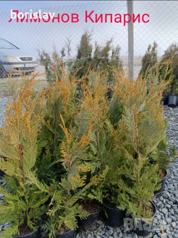 Туя(Смарагд, Фастигията и Ауреа Нана) и кипарис(леилянди, лъже и лимонов) , снимка 4 - Градински цветя и растения - 45443938