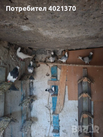 Английски типлери- Верф, снимка 5 - Гълъби - 54018697