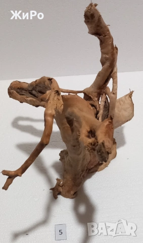 Корен от Азалия /декорация/ 5, снимка 4 - Други - 48577863