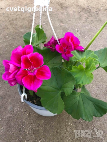 Калиопе моловка във висяща кошница, снимка 2 - Градински цветя и растения - 53936469