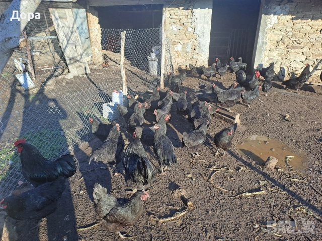 оплодени яйца от кокошки черен авсралорп , снимка 8 - Кокошки и пуйки - 52885276